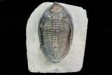 Zlichovaspis Trilobite - Atchana, Morocco #72702-2